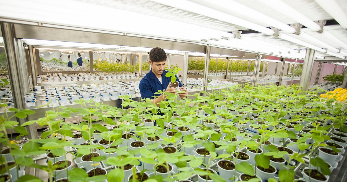 Rizobacter reestructura USD 42 millones tras la quiebra de Bioceres